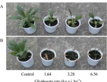 Fig. 3. Response of glyphosate resistant (A) and susceptible (B) Conyza canadensis  biotypes 14 days after glyphosate application.