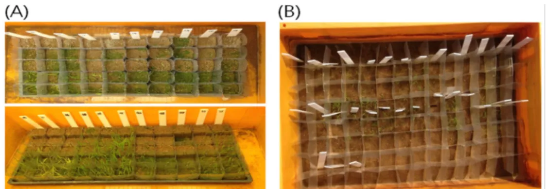 Fig. 1. Cultivation of weedy rice for testing of emergence characters using (A) low dormancy and (B) high dormancy  weedy rice genetic resources