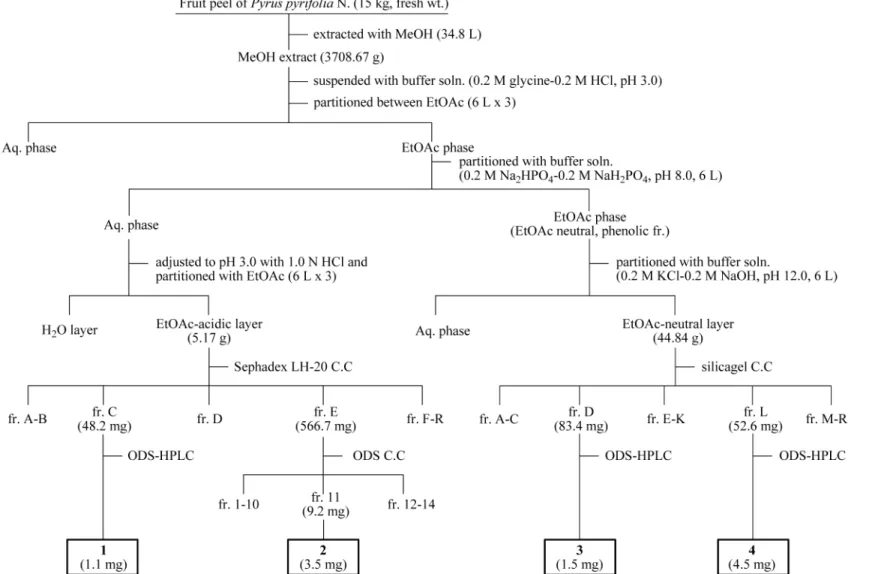 Fig. 1. Isolation procedure of compounds 1-4 from pear ( Pyrus pyrifolia N.) fruit peels