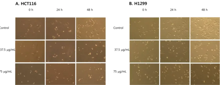 Fig. 2. Inhibitory activities of squash leaf extract on cell growth in HCT116 and H1299 cells