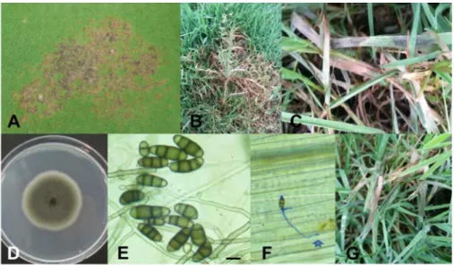 Fig. 1.  Curvularia  leaf  blight  of  creeping  bentgrass  caused  by  Curvularia trifolii and their morphological characterestics