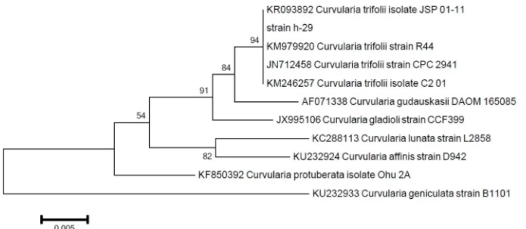 Table 1. Conidial characterestics of Curvularia trifolii isolated in this study and other Curvularia spp.