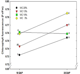 Fig. 2. Changes of chlorophyll fluorescence by soil water condition in Sicyos angulatus.