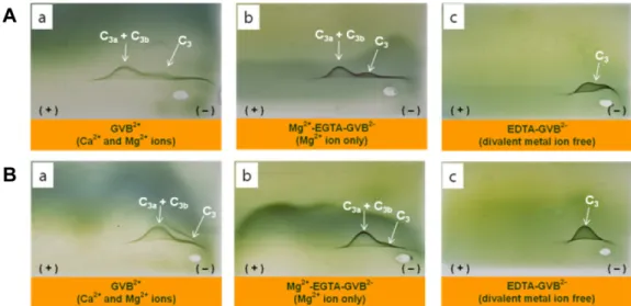 Fig. 3. Crossed immuno-electrophoretic patterns of CSP-0 (A) and KTSP-0 (B). The pathways of anti-complementary activity were performed by crossed immuno-electrophoresis using anti-human C3
