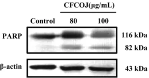 Fig. 6. Effect of CFCOJ on activation of PARP. Apoptotic PARP cleavage in SW480 cells treated with CFCOJ for 48 h, as determined by Western blot analysis.