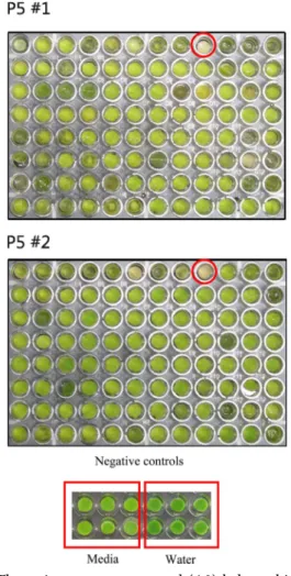 Fig. 1. The active metagenome pool (A9) led to whitening of cucumber cotyledon leaf discs
