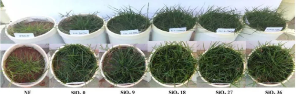 Fig. 1. Effect of water soluble silicate application on the growth of zoysiagrass in the Wagner pot