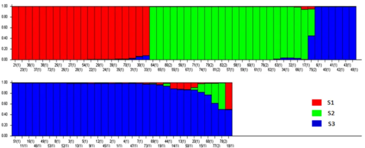Fig. 3. Model-based clustering for each of the 82 amaranth accessions examined based on the 14 SSR markers used to build the Q matrix.
