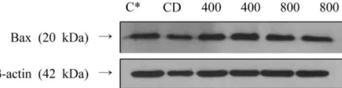 Fig. 5. Cleaved caspase-3 induced by Kkuari pepper in MCF-7. *C: Control, CD: Control with 0.5% DMSO, 400: 400  µg/mL, 800 : µg/mL