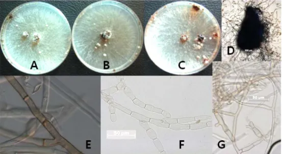 Fig. 2. Morphological characters and variations in the hyphae of Rhizoctonia solani AG-1 IB