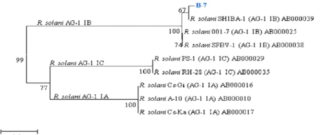 Fig. 5. Pathogenicity test on creeping bentgrass cultivar “Penn cross” (A) and Kentucky bluegrass mixed cultivars (Midnight 33%, Moonlight 33%, Prosperity 33%) (B)