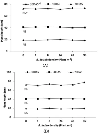 Fig. 1. Plant height of rice as affected by different densities of Aneilema keisak (A) and Aeschynomene indica (B) in flooded direct-seeded rice ( x  DAS : Days after seeding,  y  NS : Not significantly different).