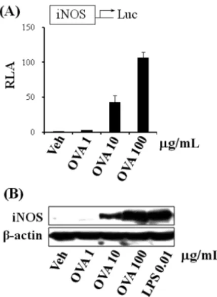 Fig. 3. Ovalbumin induced the iNOS expression. (A) RAW264.7 cells were transfected with iNOS luciferase reporter plasmid and treated with OVA (1, 10, 100  µg/mL) for 8 hr
