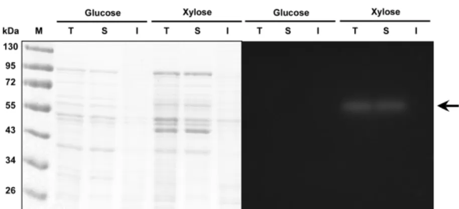 Fig. 6. Profiles of cell growth and intracellular  β-xylosidase activity of Leu. lactis KCTC 13344 in MRS medium containing xylose as carbon source