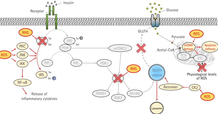 Fig. 3.  Inhibition of the insulin signaling pathway by oxidative stress. Reactive oxygen species (ROS) interferes with insulin action by  altering several substrates of the insulin signaling pathway