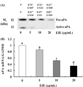 Fig. 3. EJE reduces the secretion of uPA in DU145 cells. Cells were plated and treated as described in Fig
