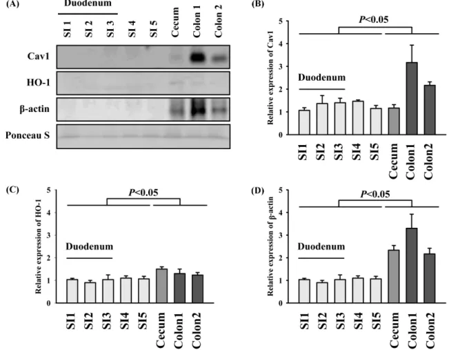 Fig. 1. Immunoreactivity of eluates from small and large intestine to murine antigens