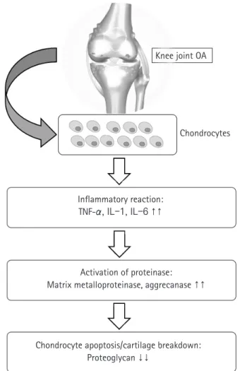 Fig. 1. Molecular mechanisms of osteoarthritis (OA). TNF, tumor  necrosis factor; IL, interleukin.