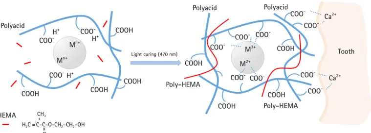 Fig. 2. Model of interaction between resin-modified glass ionomer (RMGI) and dental tissue