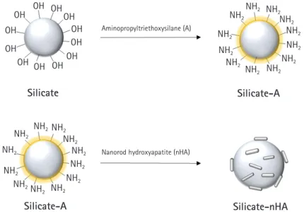 Fig. 3. A schematic diagram that binds the nanorod hydroxyapatite (nHA) to the silicate surface