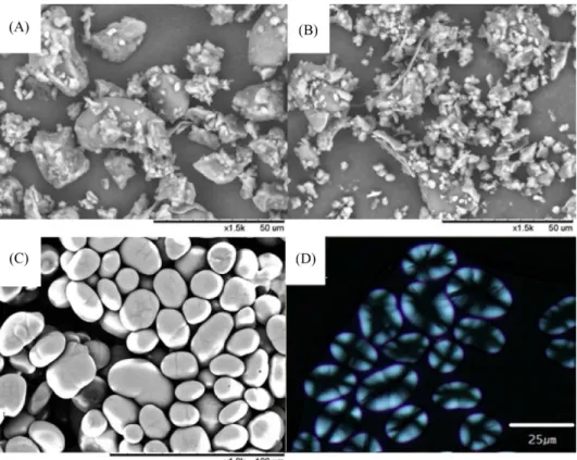 Fig. 1. Morphology of CFBF (Commercial faba bean flour), FBF (faba bean flour) and FBS (faba bean starch); CFBF (SEM  ×1500) (A), FBF (SEM  ×1500) (B), FBS (SEM ×1000) (C), FBS (PM ×400) (D)