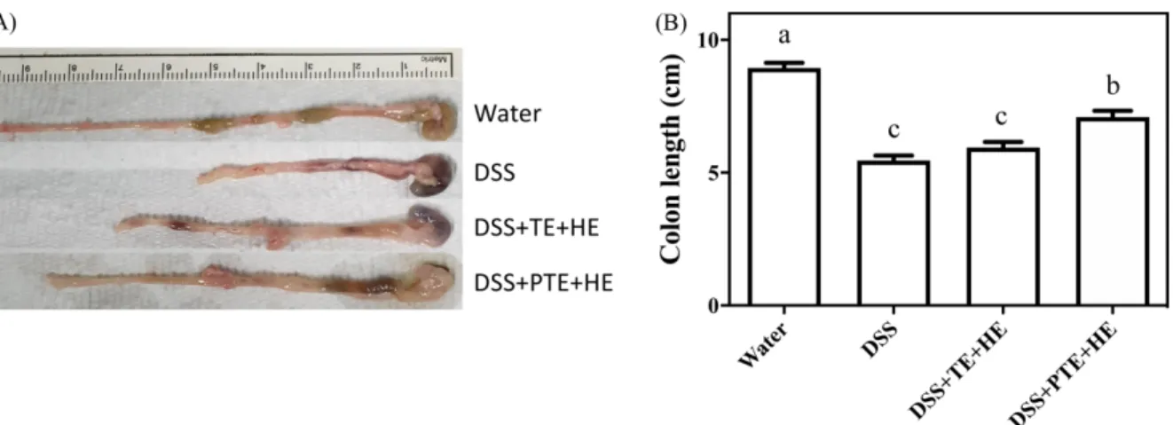 Fig. 3. (A) The representative images of colons at the end-point of the DSS-induced colitis