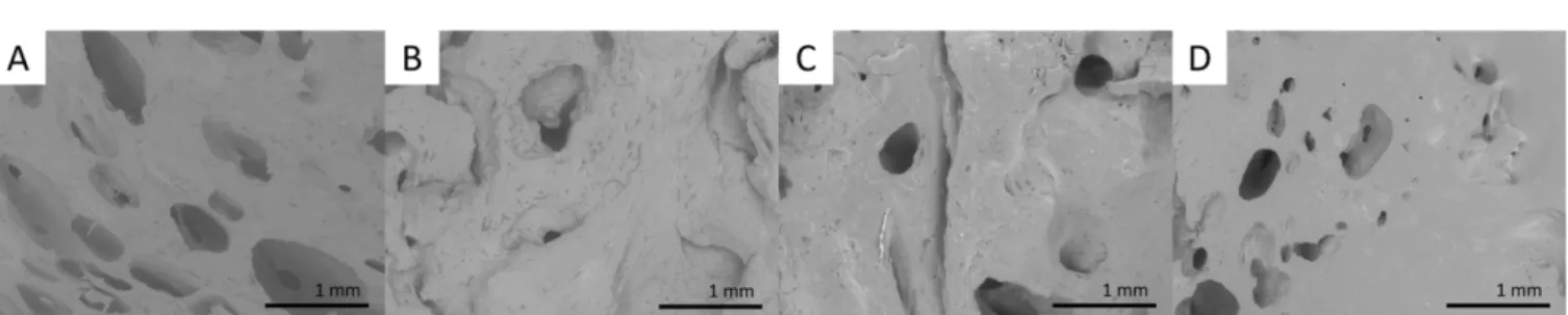 Fig. 5. SEM image of gluten-free rice bread baked with two hours fermentation and three water temperature conditions (A: Control, B: 0 o C, C: 25 o C, and D: 95 o C)