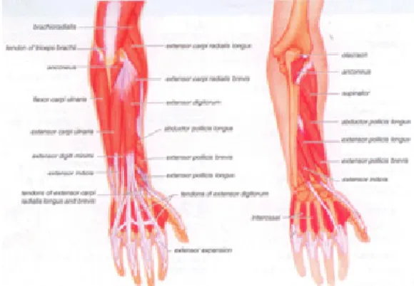 Fig. 2. Anatomical view of forearm of dorsal surface [16]