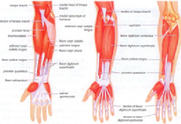 Table 1. Muscles for flexor and extensor associated  with finger motion