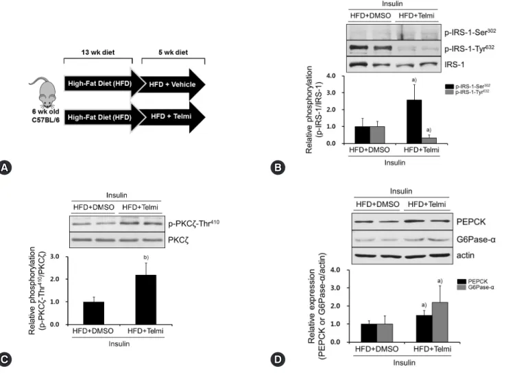 Fig. 4. Telmisartan induces p-IRS-1-Ser 302 , represses p-IRS-1-Tyr 632 , and increases p-PKCζ-Thr 410  in livers of HFD-fed mice