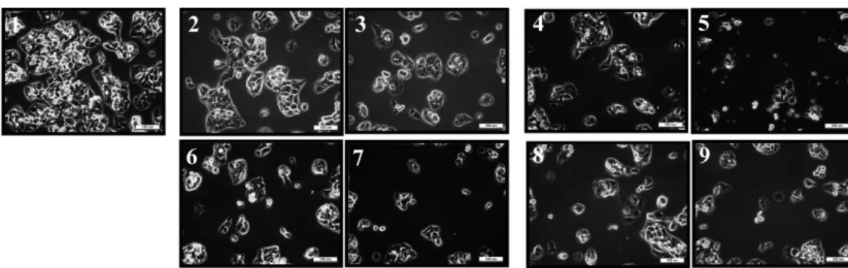 Fig. 2. Light microphotographs using inverted microscopy (magnification ×400) of HepG2 cells treated with the fermented dropwort extracts