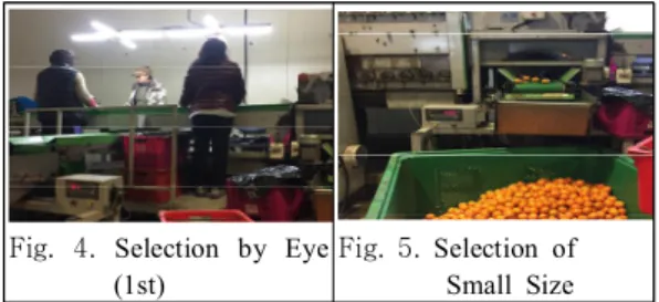 Fig.  4. Selection  by  Eye  (1st) Fig.  5. Selection  of                 Small  Size 상온의 물로 감귤을 세척하고 건조한 후에 Fig