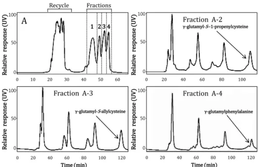Fig. 4. Separation and purification of alliin and isoalliin in the fraction #2 using recycling preparative HPLC.