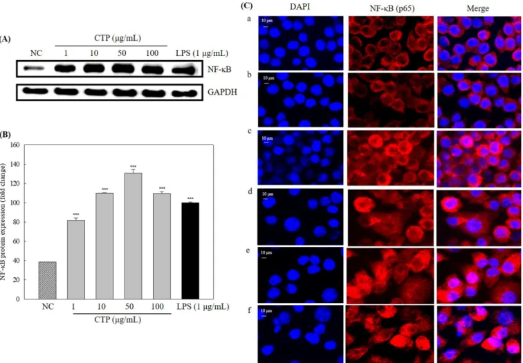 Fig. 4. Western blot analysis of NF- κB (A) and quantified (B) in CTP-treated RAW 264.7 cells and immunofluorescence of the nuclear translocation of NF- κB (p65) by confocal (C)