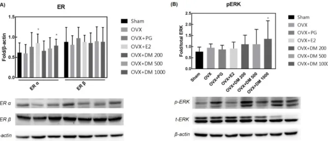 Fig. 5. Expression levels of (A) ER- α and ER-β and (B) p-ERK after Dendropanax morbifera administration in liver of ovariectomized rats