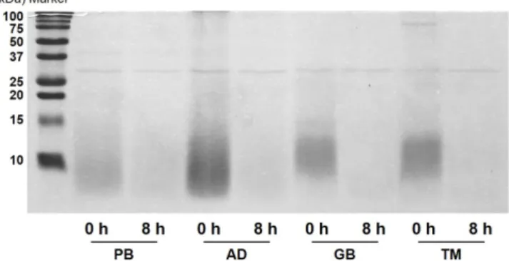 Fig. 1. Effect of alcalase on SDS-PAGE profile of four edible insects protein hydrolysates