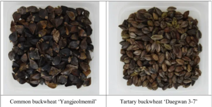 Fig. 1. Seed of common buckwheat and tartary buckwheat.