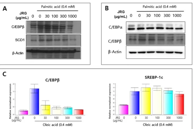 Fig. 4. The effect of JRG on LXR and SCD1 expression levels in hepatoma cells. Expression levels of LXR and SCD1 in differentiated Huh7 cells following treatment with the JRG