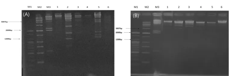 Table 1. Host spectrum of bacteriophages on shiga-toxin producing E. coli  　Bacterioph-age Host spectrumE.coli O157  type strain E.coli non-O157 