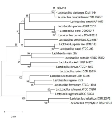Fig. 1. Phylogenetic tree of  L. plantarum SG-053 generated by neighbor-joining method based on the sequence of 16S rRNA gene.