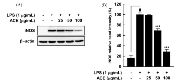 Fig. 2. Effects of ACE on LPS-induced iNOS expression in RAW 264.7 mouse macrophage cells