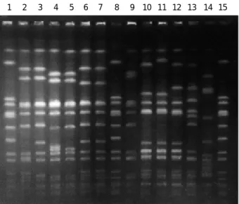 Fig. 1. PFGE pattern of MRSA isolates. The various PFGE pat- pat-terns on the gel are as follows: lane 1, 8 and 15, Staphylococcus aureus NCTC 8325; lane 2, 1304 (D11); lane 3, 1399 (D11); lane 4, 1305 (nontypable); lane 5, 1319 (92); lane 6, 1342 (16,192)