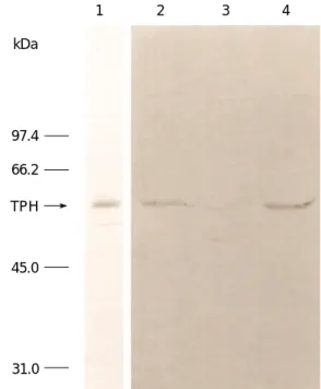 Fig. 1. Distribution of recombinant mouse TPH activity after native polyacrylamide gel electrophoresis