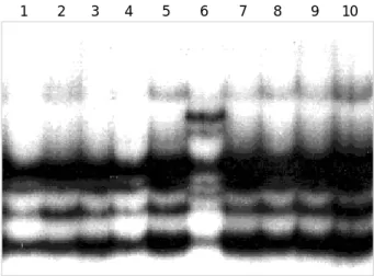 Fig. 2. DNA sequence of the wild and mutant allele. Direct DNA sequencing shows a 20 base insertion and a substitution 75  G-A in the mutant allele.