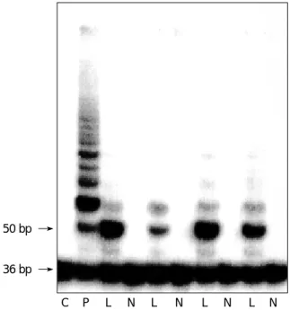 Fig. 1. Telomerase activity is detected in lesional skin of psoria- psoria-sis, but nonlesional skin has barely detectable telomerase  activi-ty