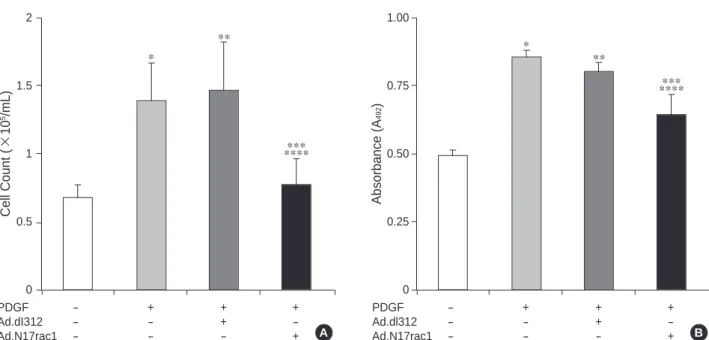 Fig. 5. Effects of Ad.N17rac1 infection on the proliferations of rat aortic smooth muscle cells