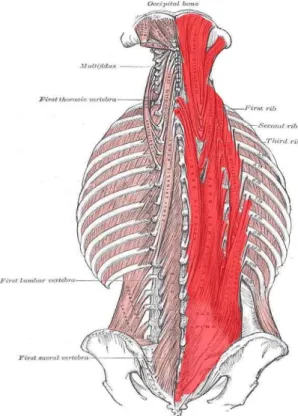 Fig. 1 Structure of Erector Spinae Muscles (Richard, et al., 2010)