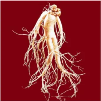 Fig. 1. Fresh Panax ginseng C.A Meyer shaped like a person.
