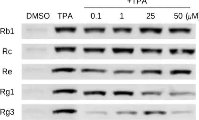 Fig. 2. Effects of selected ginsenosides on TPA-induced COX-2 expression in human breast epitelial cells (MCF-10A)