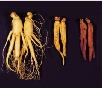 Fig. 1. Panax ginseng C.A. Meyer in Korea are classified into fresh ginseng (left), white ginseng (center) and red ginseng (right).